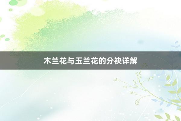 木兰花与玉兰花的分袂详解